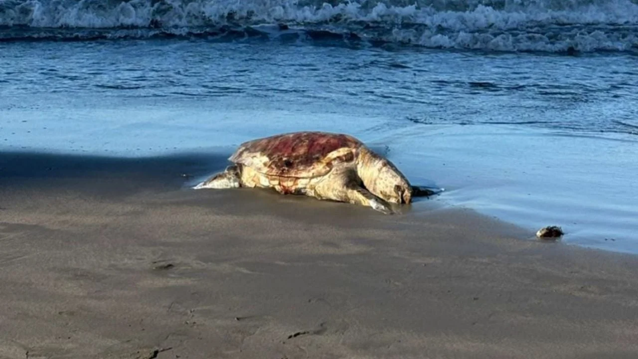 Alertan riesgos para especies en peligro de extinción por perforación petrolera en Golfo de México