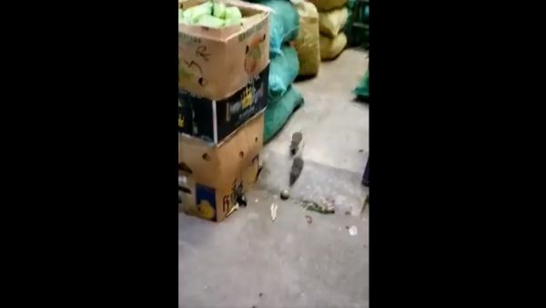 Video viral graban a dos ratas peleando