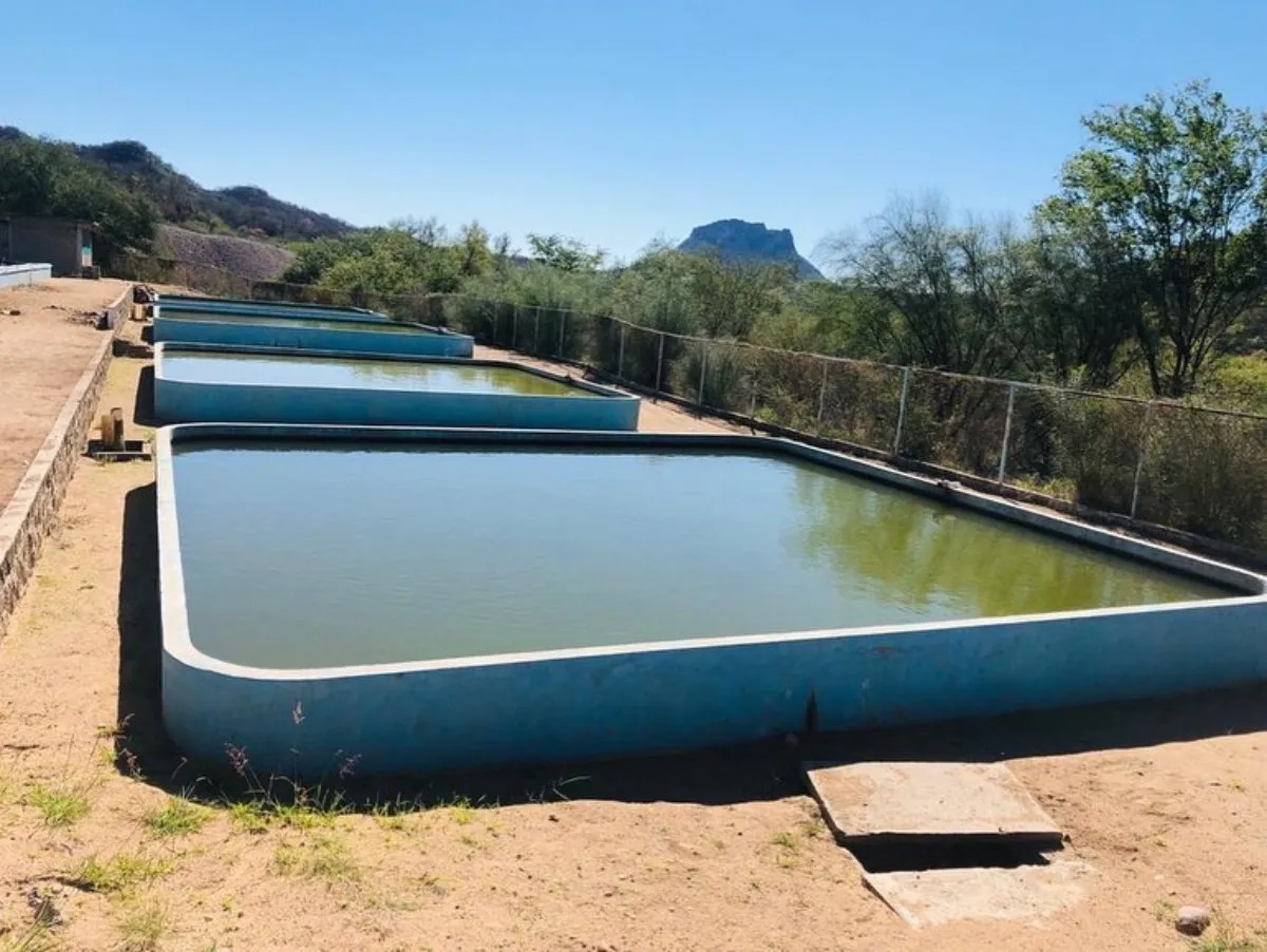 Sequía agudiza crisis hídrica en Sinaloa; presas tienen niveles por debajo del 10%