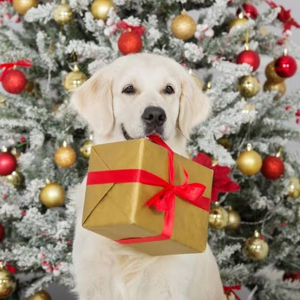 Perritos, los nuevos ayudantes de los Reyes Magos