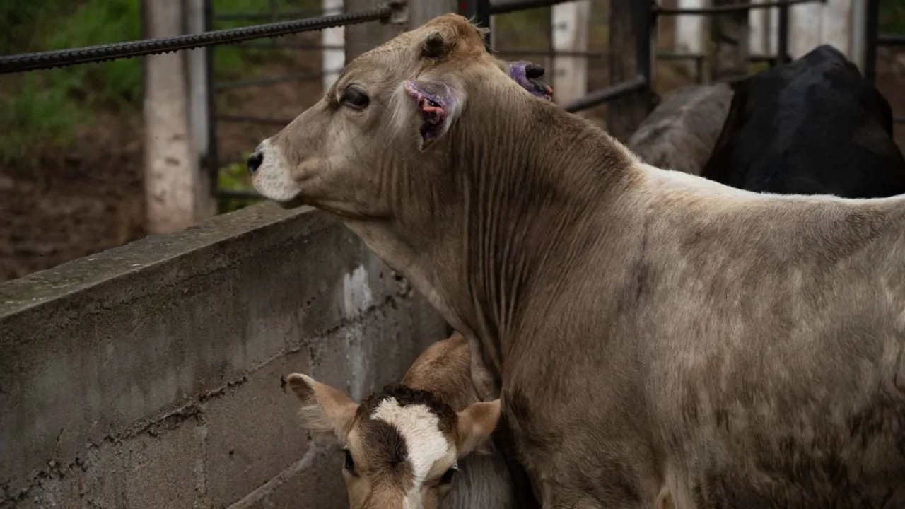UGRSEM confirma siete casos positivos de gusano barrenador en sur mexiquense
