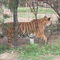 Decomisan un cachorro de tigre de Bengala en Iztapalapa
