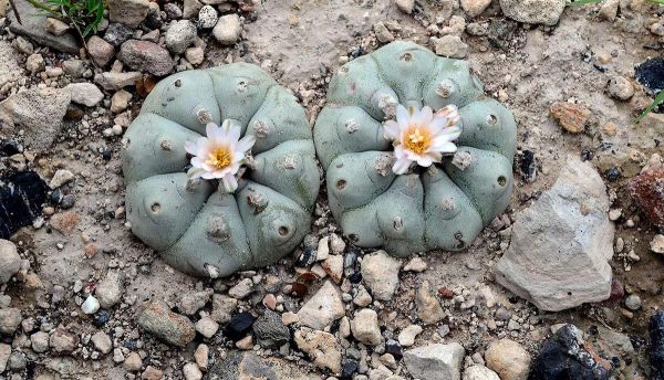 Peyote, especie en peligro de extinción