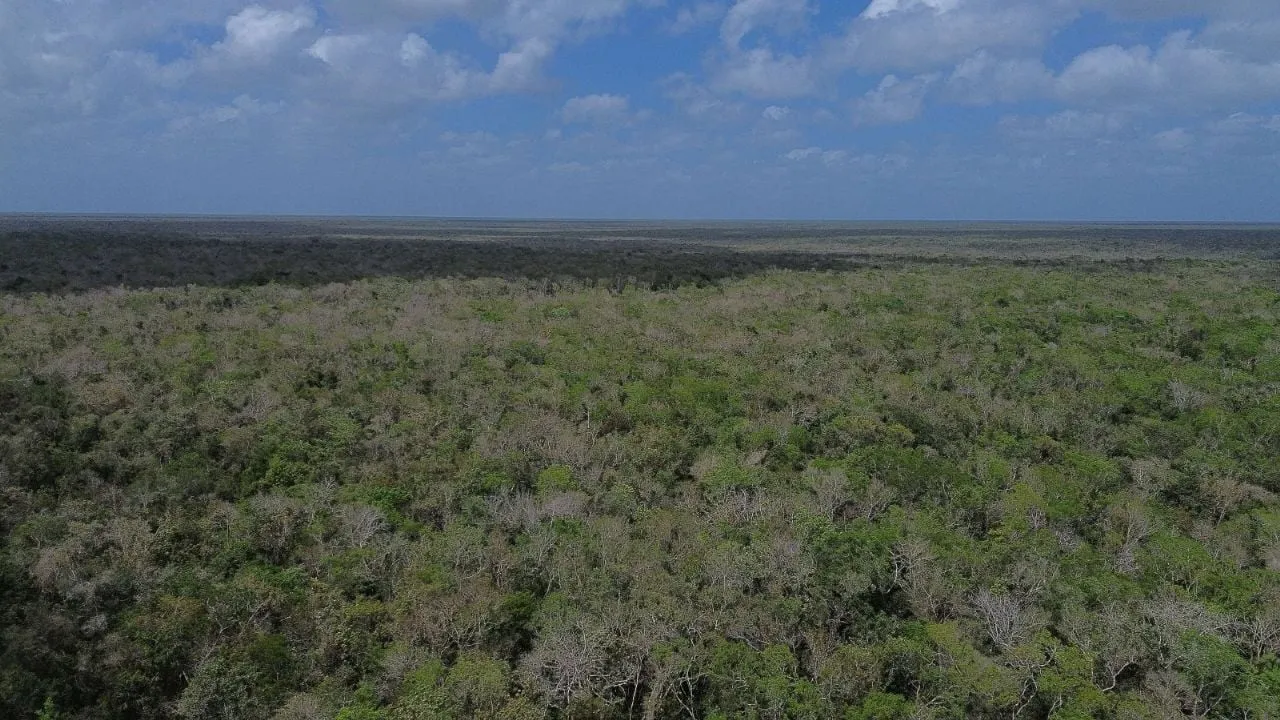 Greenpeace pide publicar prohibición a Cemex para extraer material de la selva de Tulum