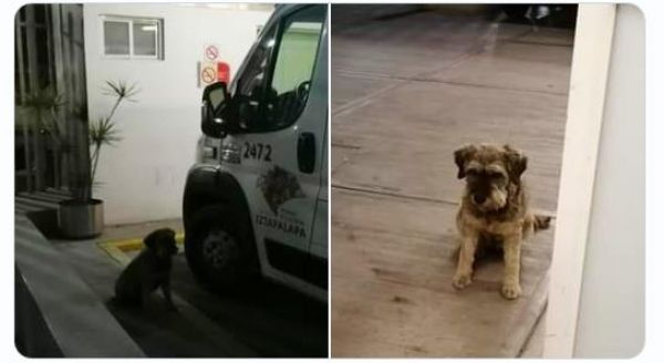 Perrito corre tras ambulancia que se llevo a su dueño