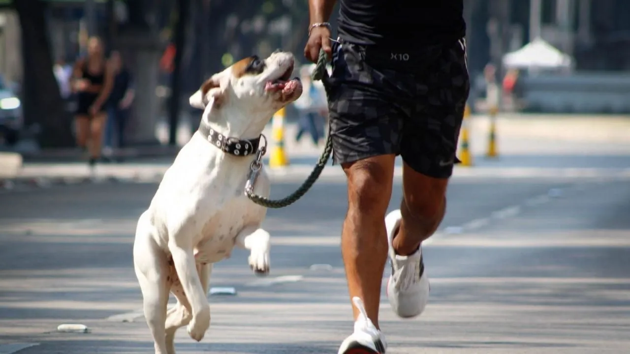 CURP para mascotas: ¿Por qué tramitar este documento?