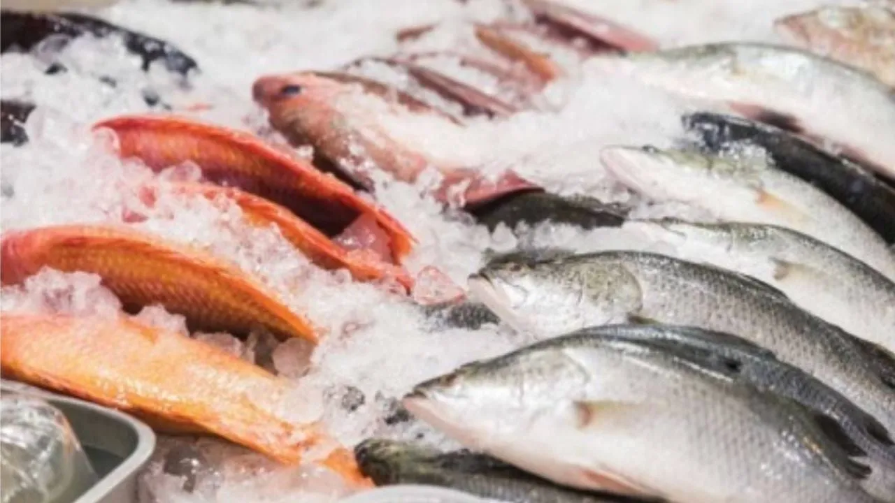 Cuidado con los pescados y mariscos en Semana Santa; esto aconseja el IMSS para no enfermarte