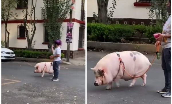 VIRAL | Cerdito pasea en calles de CDMX con su humana.