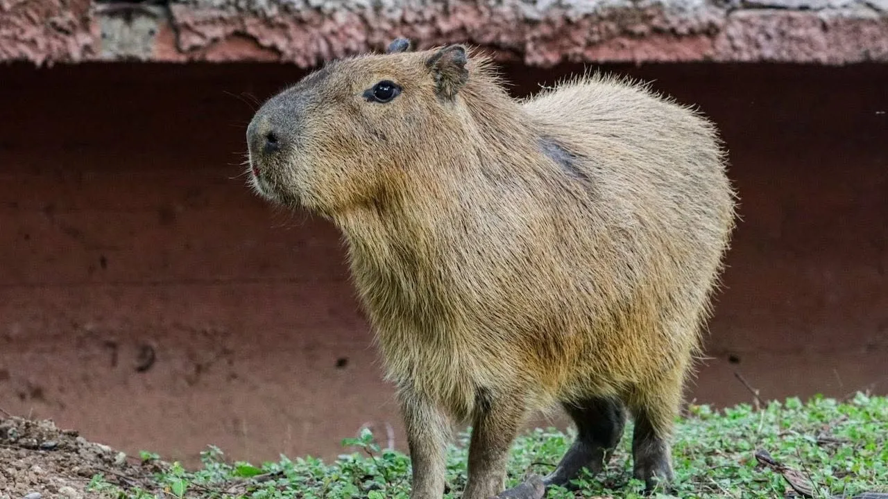 Muere capibara durante su etapa de adaptación en zoológico de Tamaulipas