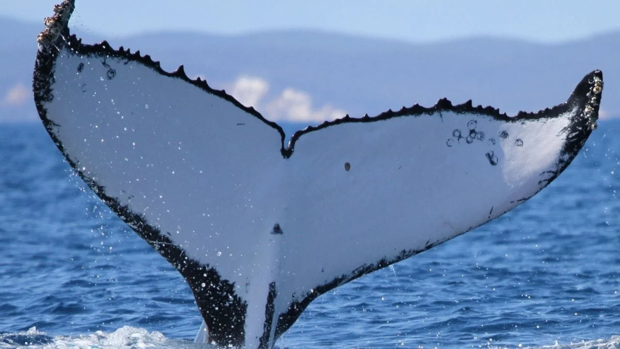 Dos ballenas jorobadas baten récords al nadar entre Australia y Brasil