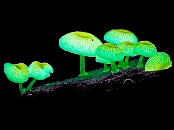 La bioluminiscencia, el proceso que da luz a las especies