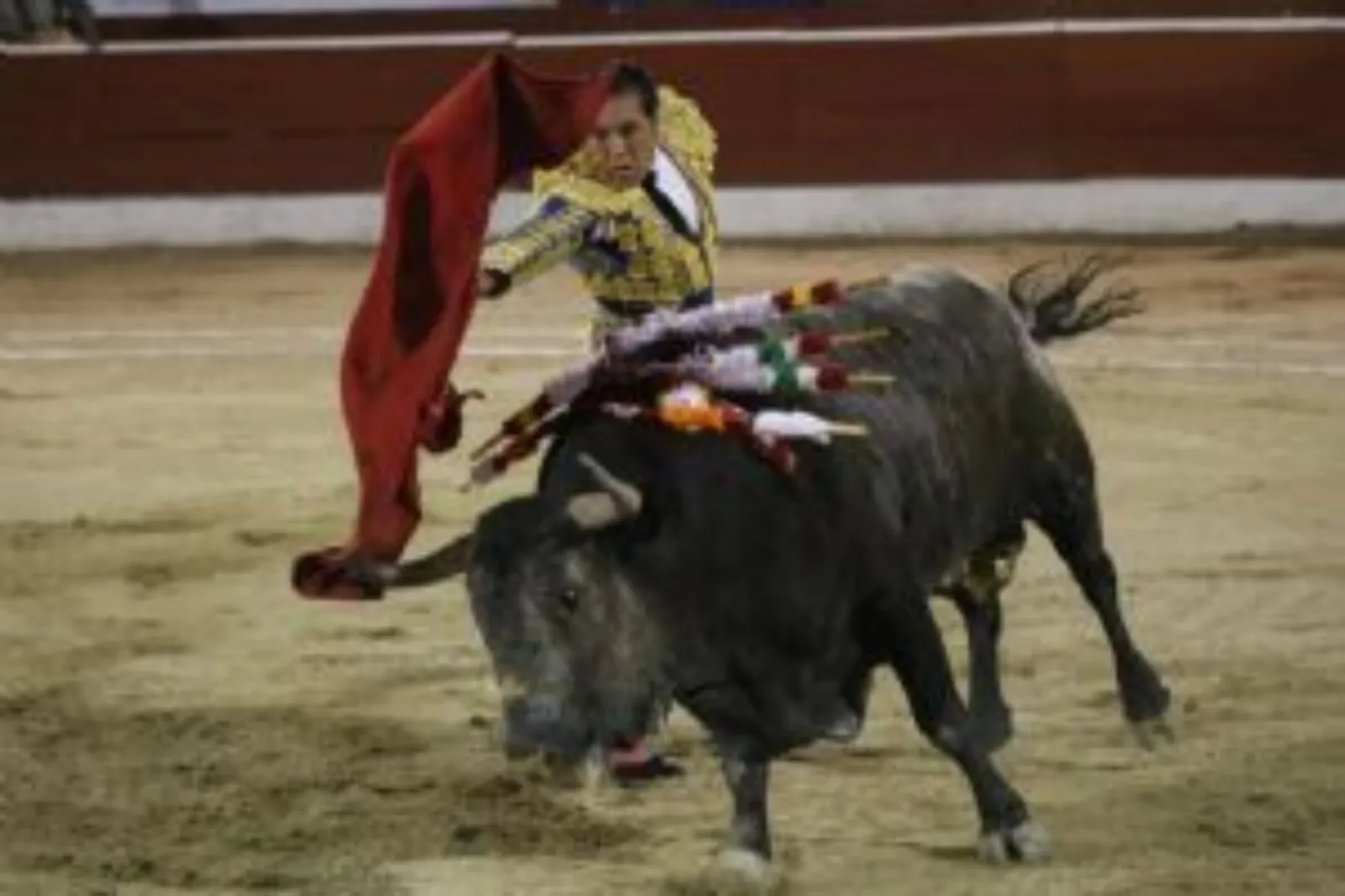 Brugada prohíbe las corridas de toros con violencia; estas son las nuevas reglas (Video)