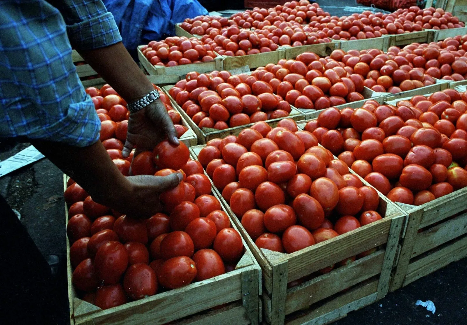 La cátsup será más cara: agricultores advierten que el arancel al jitomate impactará en precios