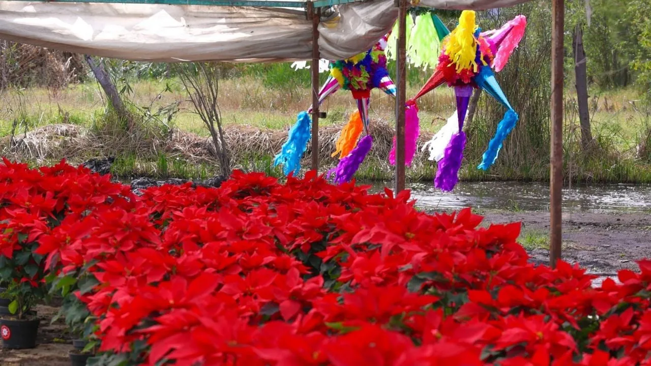 Brugada da banderazo a venta de flor de Nochebuena en CDMX