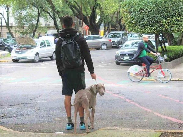 Nuevos espacios caninos en Parque España