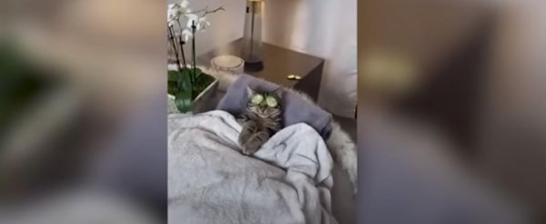 Gatito se vuelve viral por su reacción al ser interrumpido en su sesión de Spa