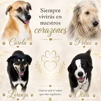 ¿Perros o gatos en casa? La Ley de Bienestar Animal contempla multas de hasta 4.3 millones de pesos