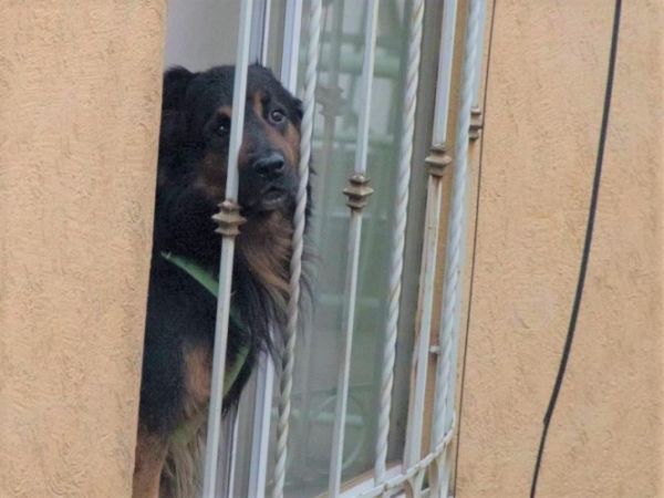 Maltrato animal: Policías entrarán a casas para rescatarlos.