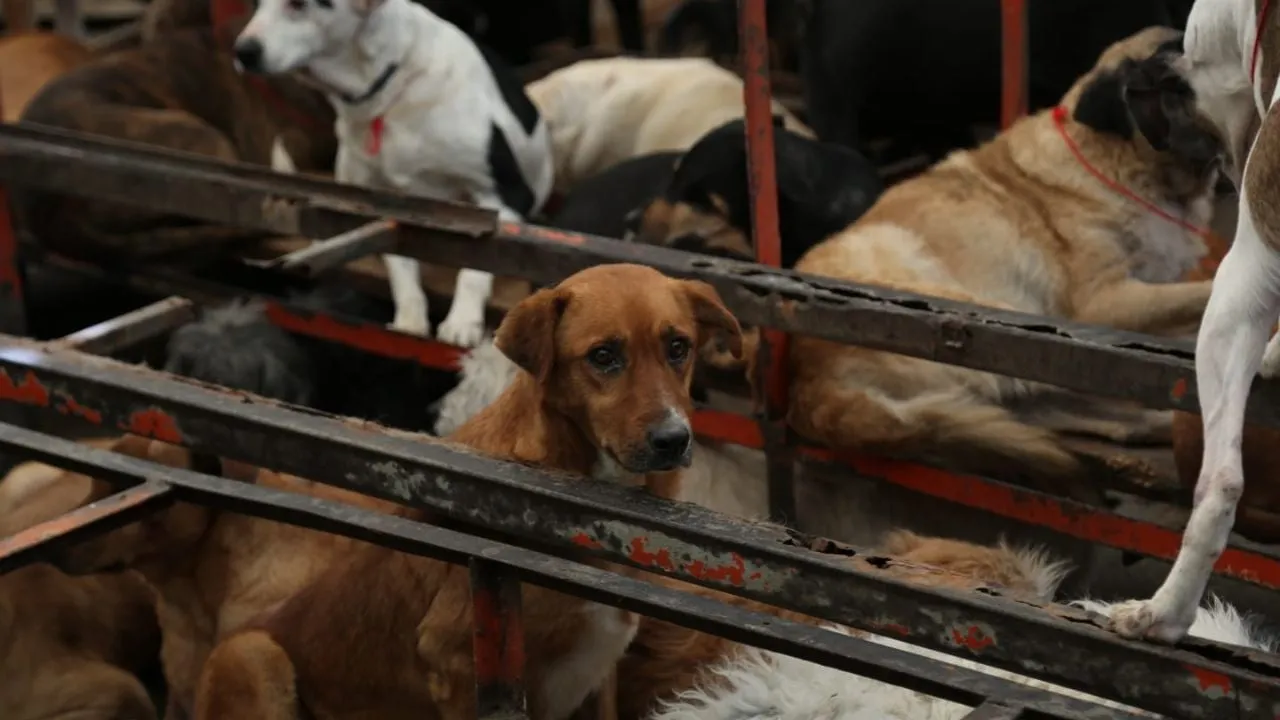 Disputa por predio no debe distraer del maltrato animal en Refugio Franciscano: activista