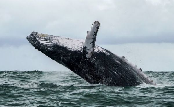 Pescador es tragado por ballena y vive para contarlo.