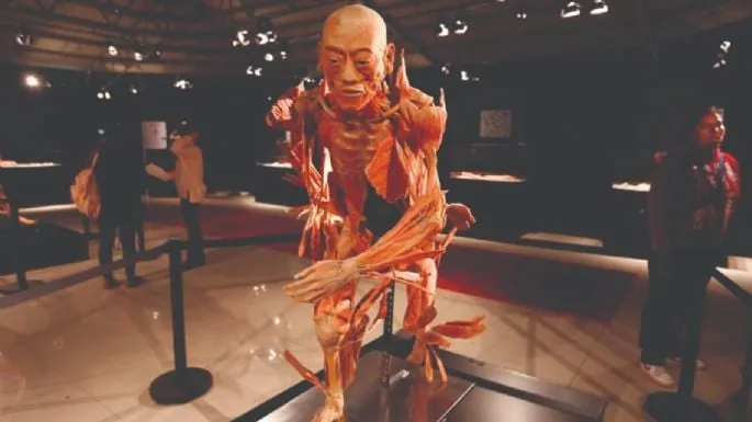 Exposición de anatomía con cuerpos humanos reales