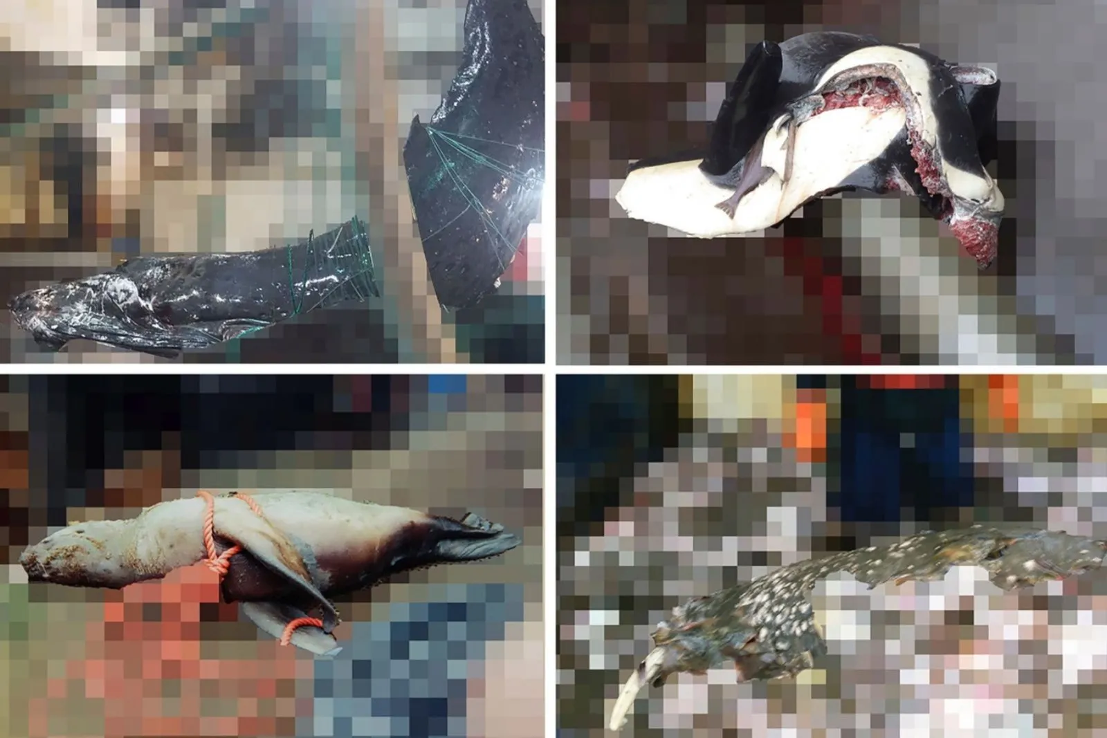Activistas demandan a gobierno de EU por imágenes de orcas muertas en redes de pesca